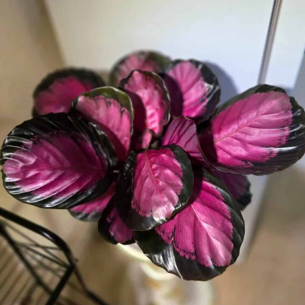 Calathea Roseopicta