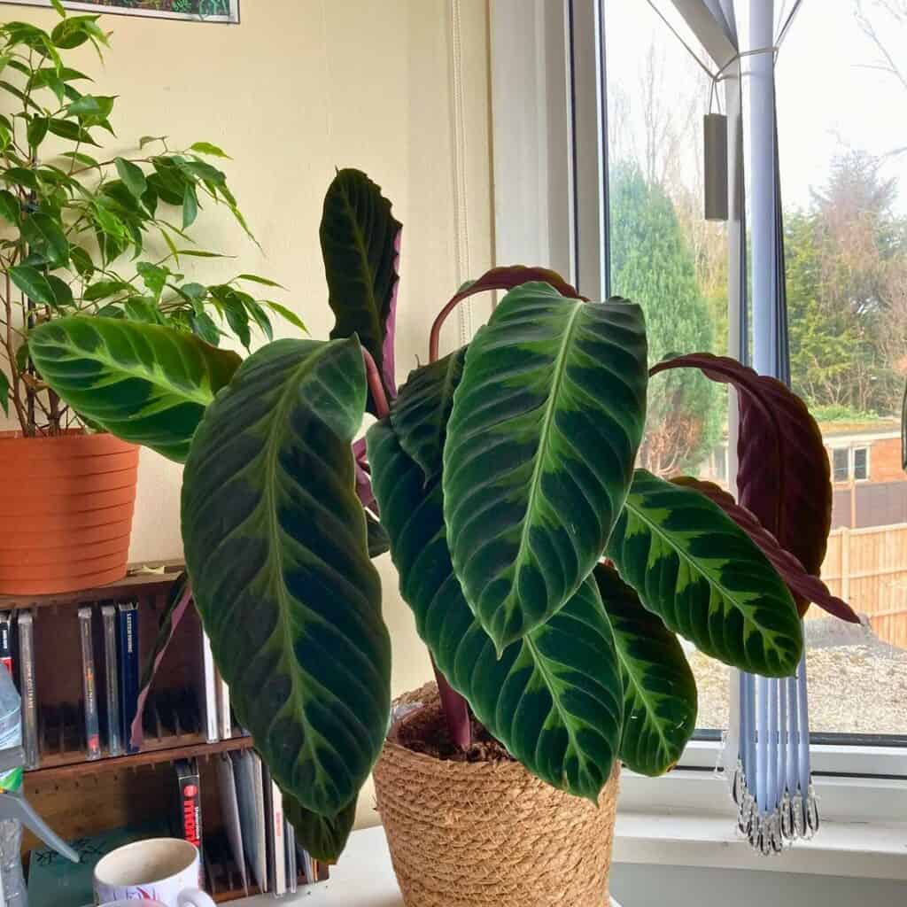 Calathea Warscewiczii