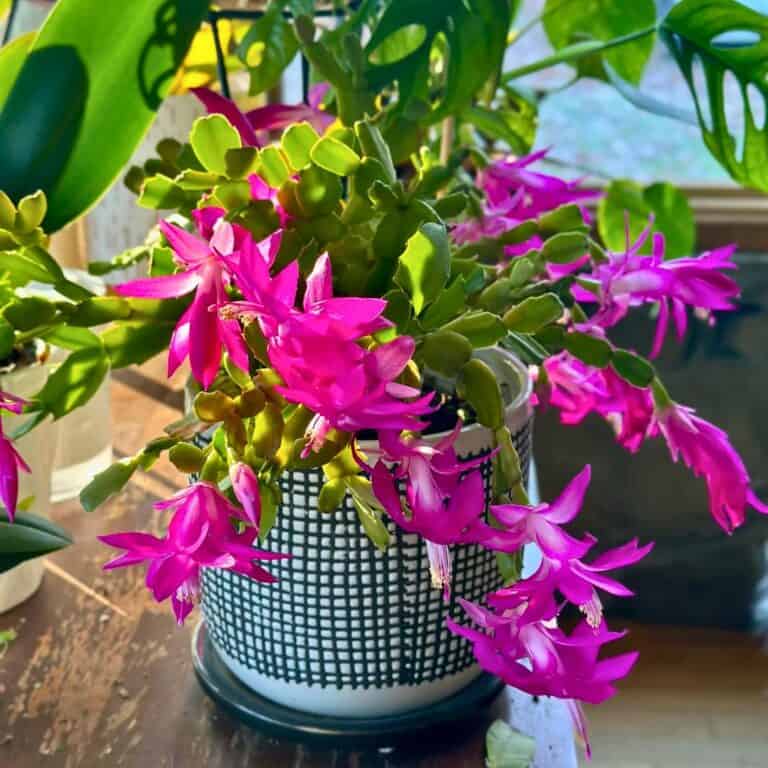 Top 10 Tips To Make Your Christmas Cactus Bloom