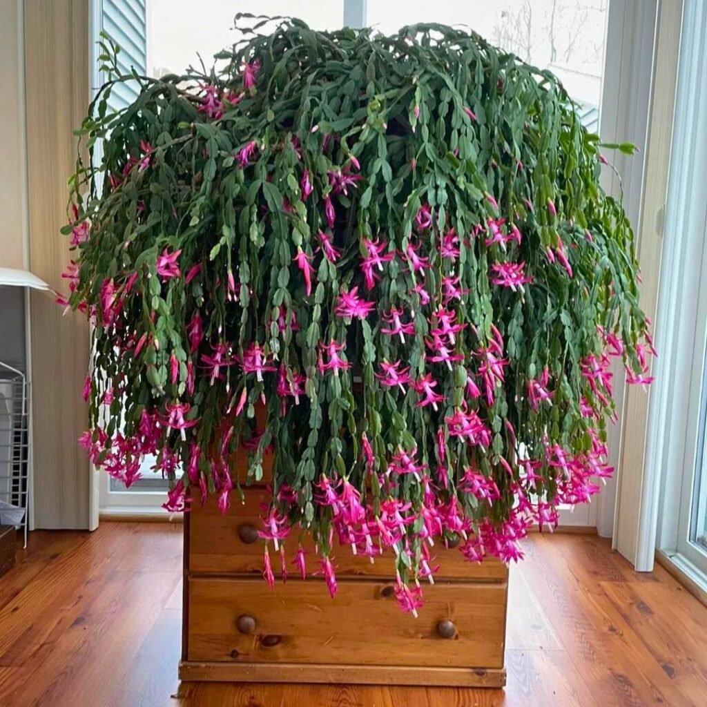 Christmas Cactus