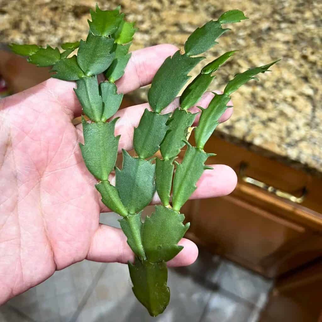 Christmas Cactus propagation