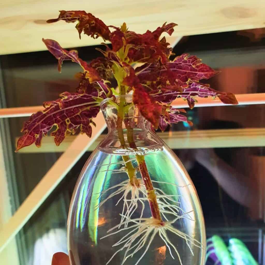 Coleus water propagation