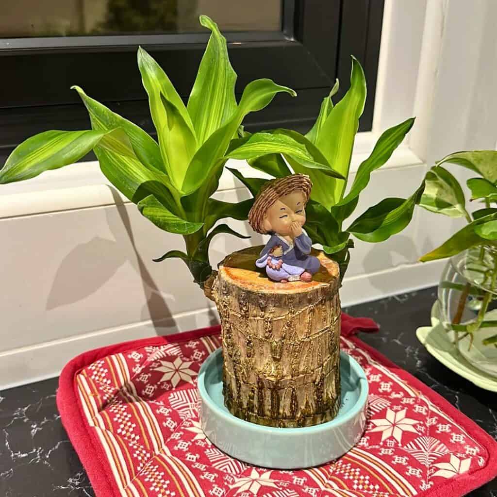 Dracaena fragrans