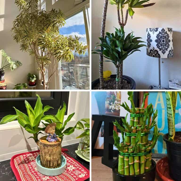 5 Types Of Dracaena That Does Well In Low Light