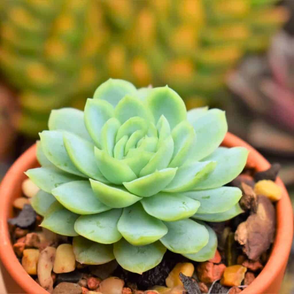 Echeveria Elegans
