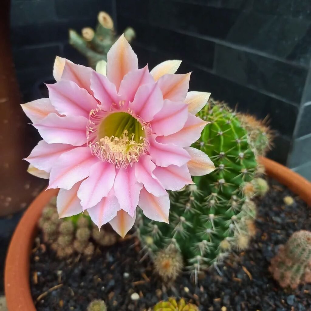 Echinopsis
