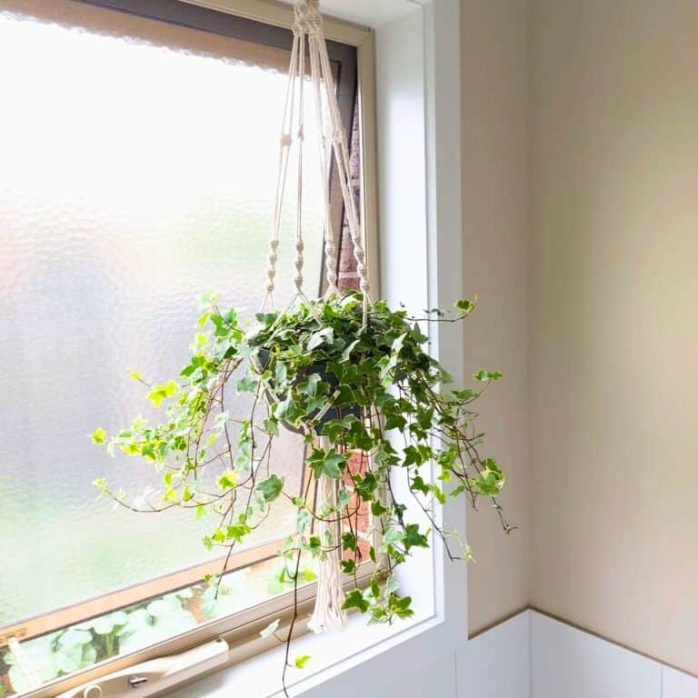 8 Best Moisture-Absorbing Bathroom Plants That You Will Love