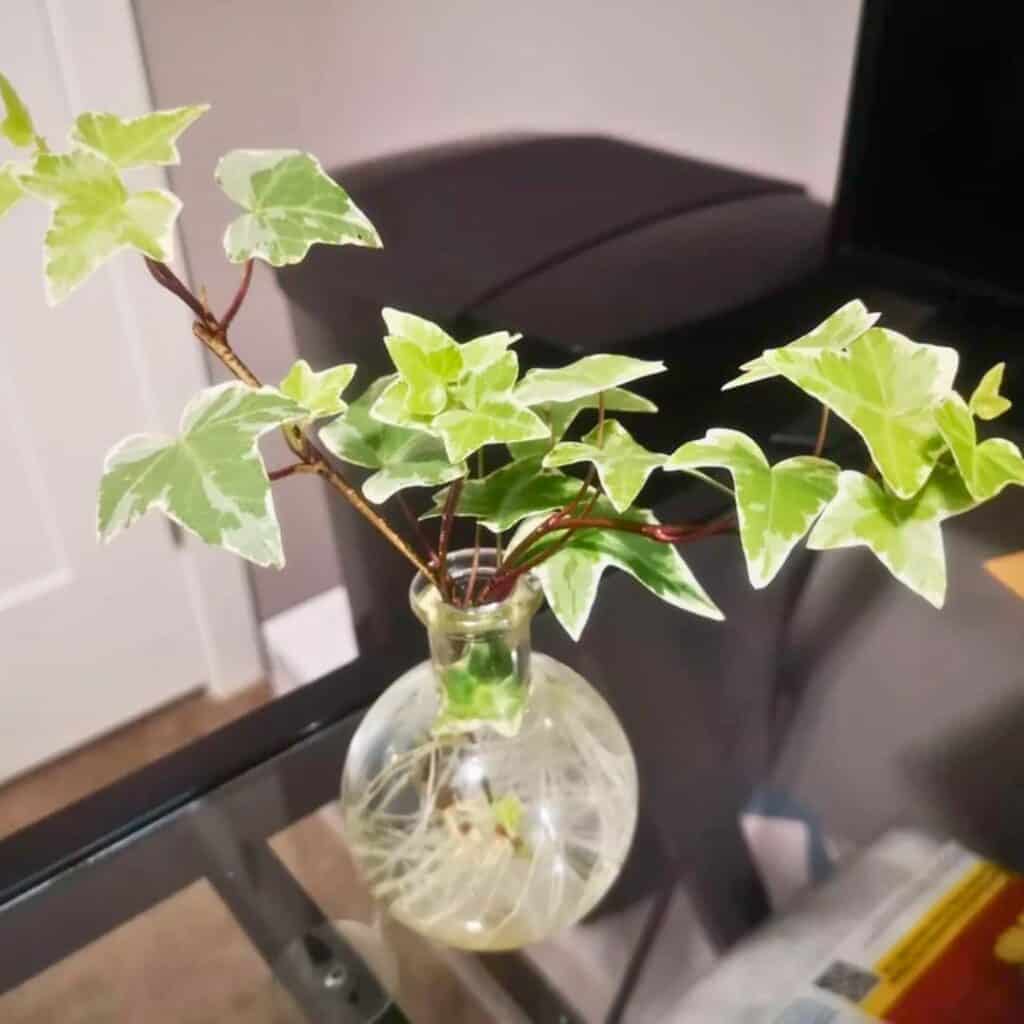 English ivy water propagation