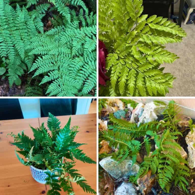 6 Type Of Ferns That Stay Lush All Winter Long