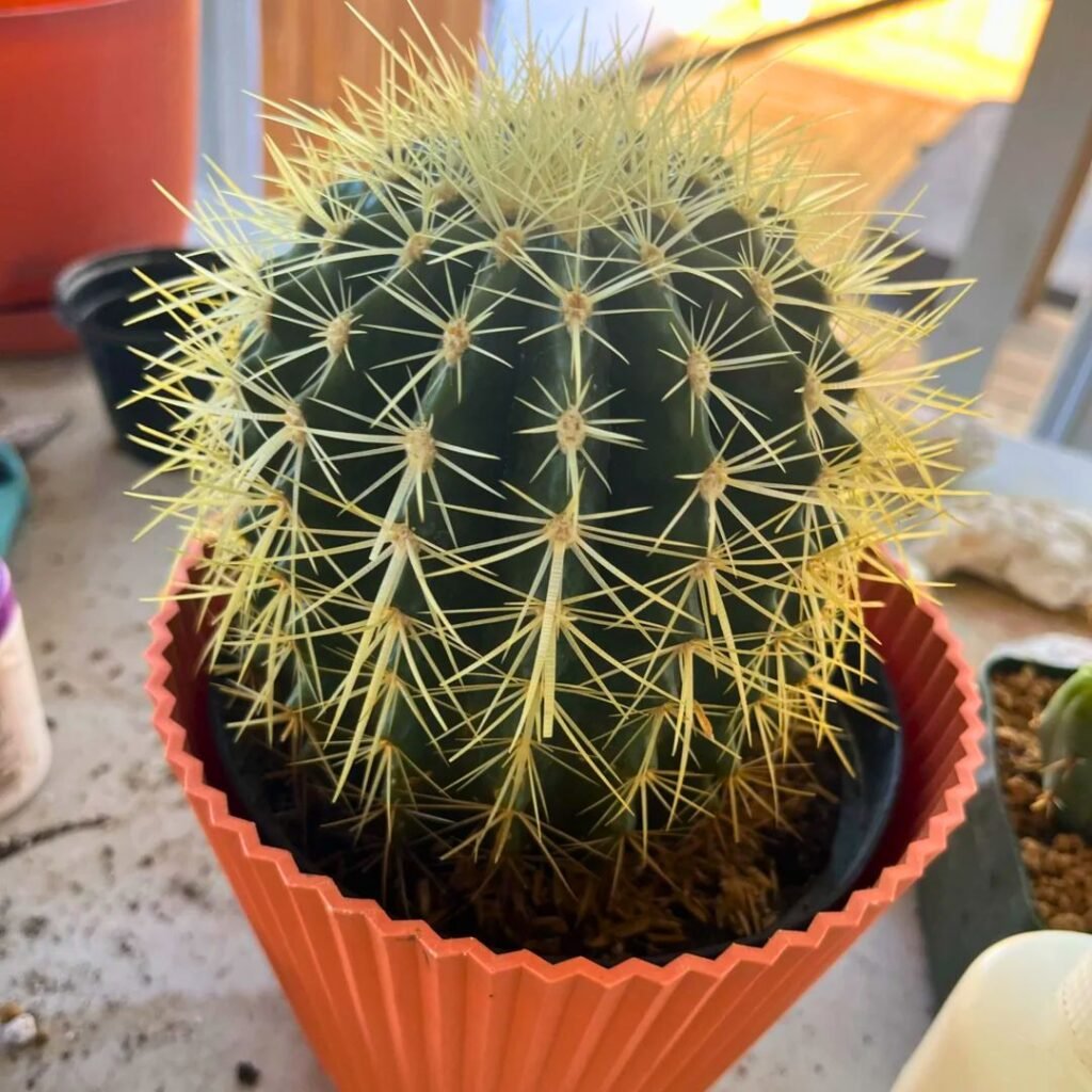 Golden Barrel Cactus