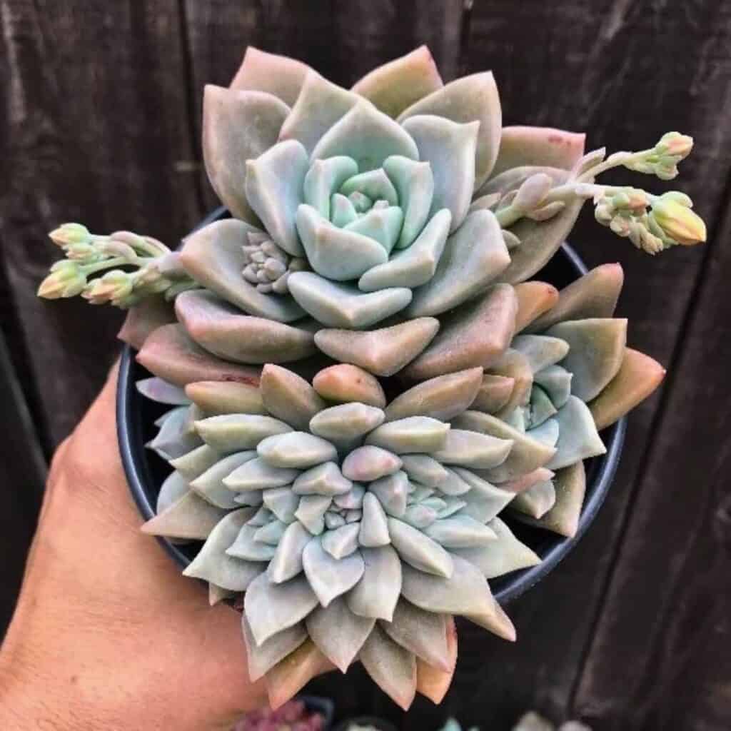 Graptopetalum Paraguayense