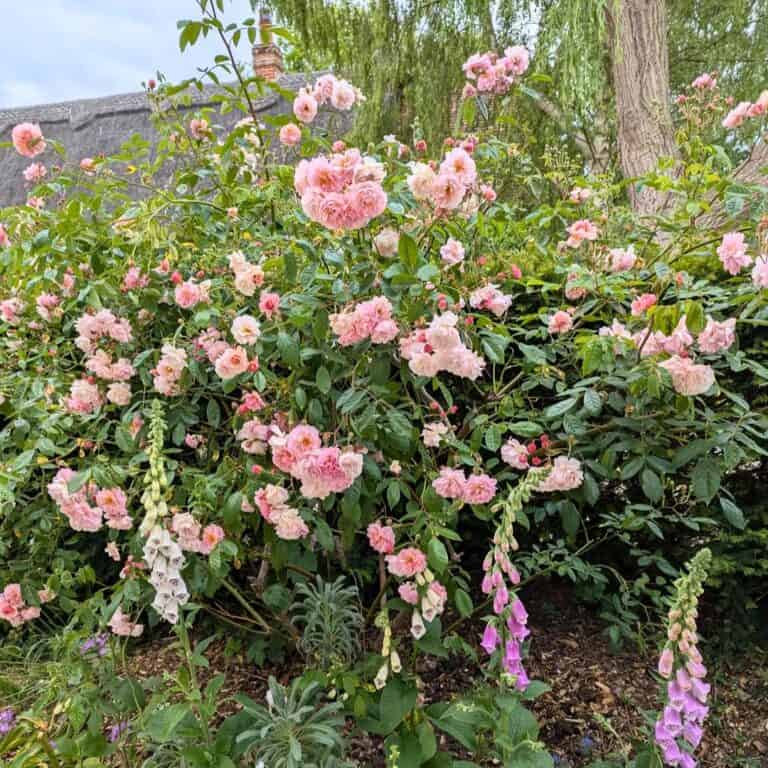 7 Secrets To Planting Roses At The Perfect Time