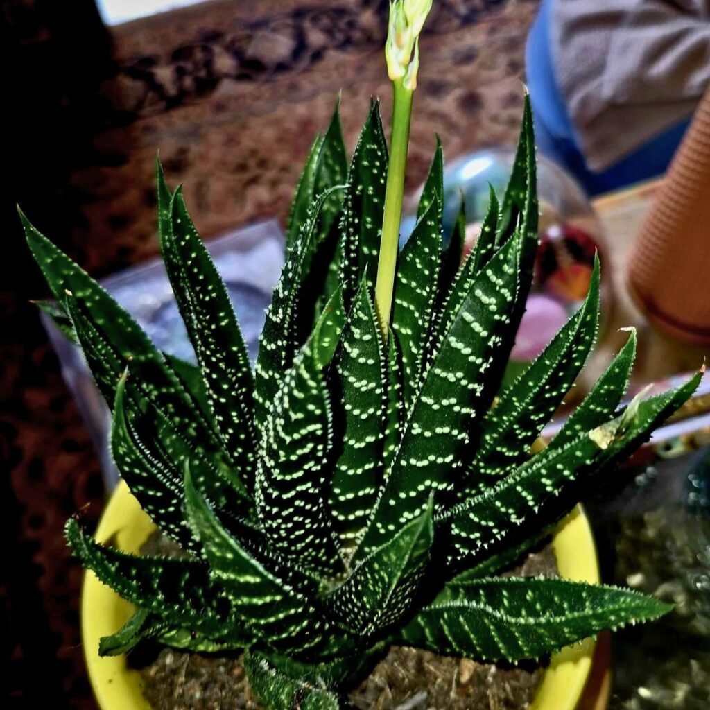 Haworthia