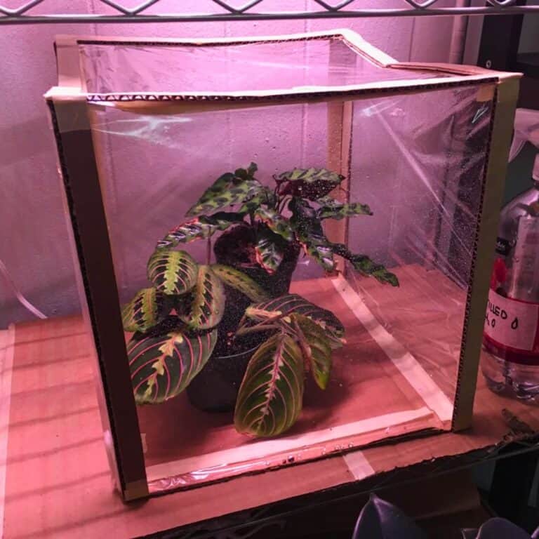 5 Tips to Boost Humidity for Plants in Heated Rooms