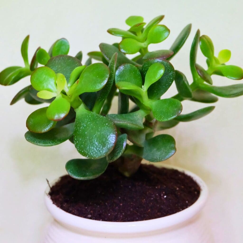 Jade Plant Crassula Ovata