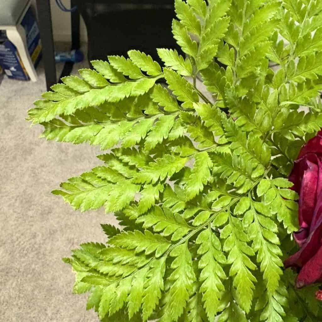 Leatherleaf Fern Rumohra adiantiformis