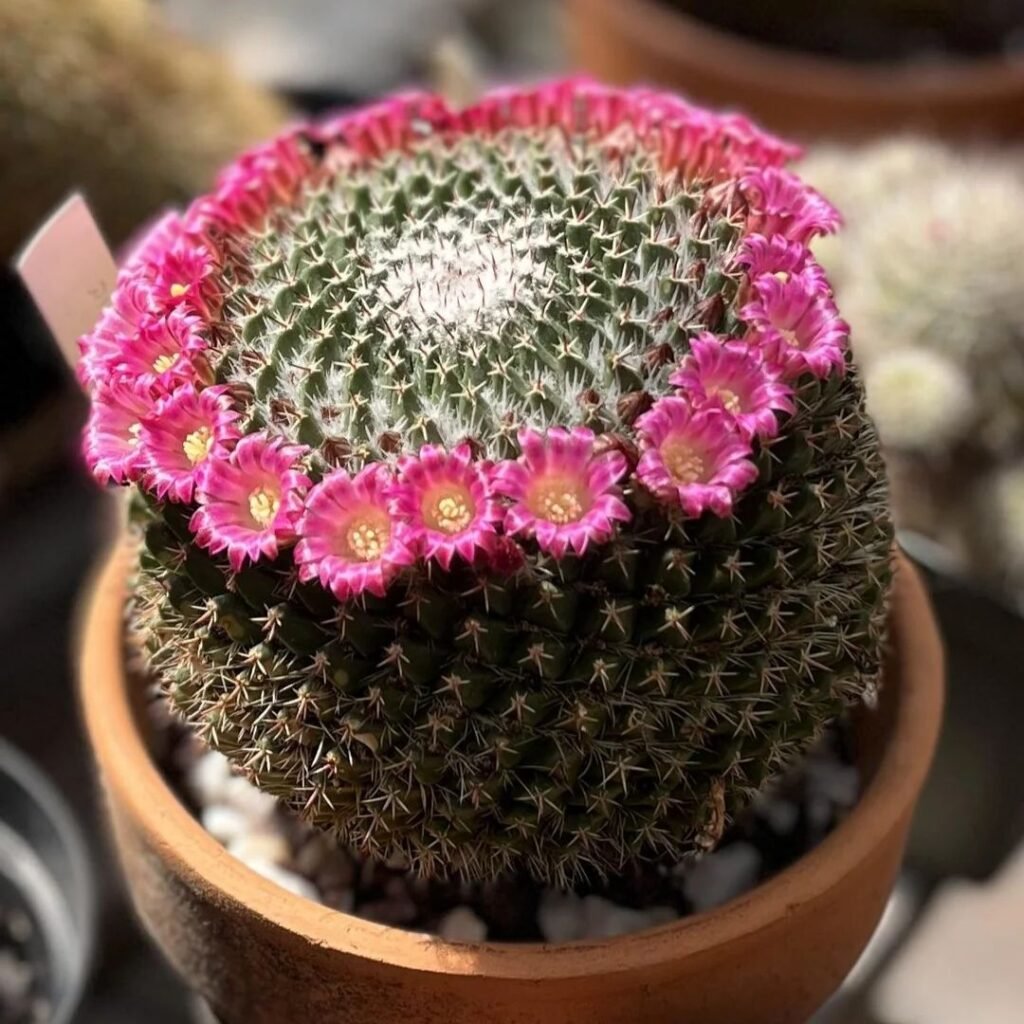 Mammillaria