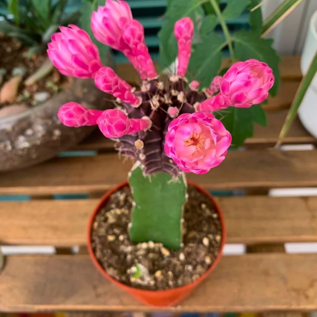 Moon Cactus