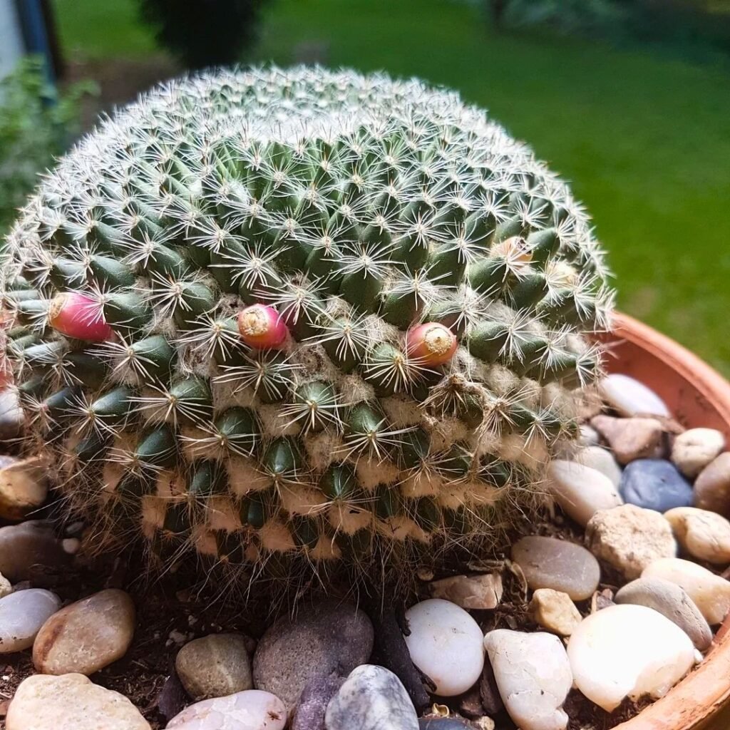 Old Lady Cactus