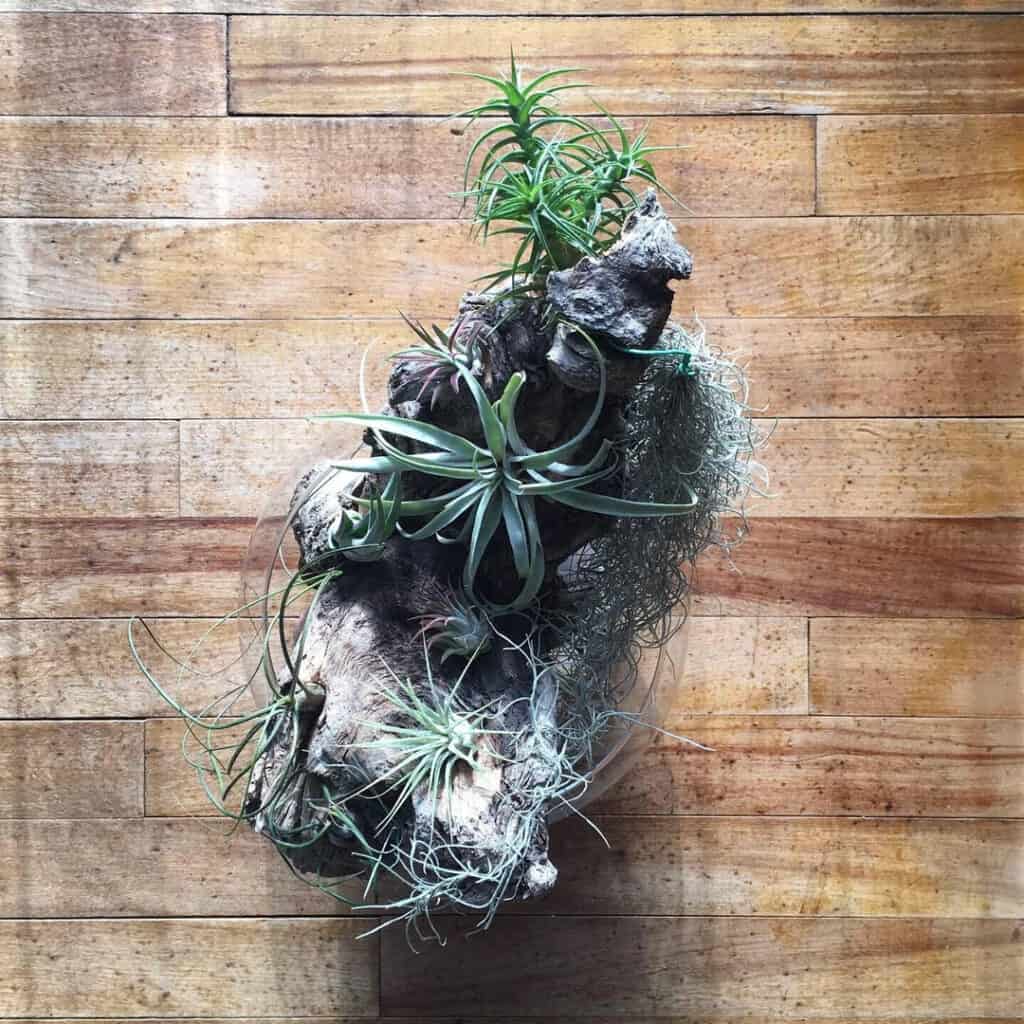 Organic Driftwood Cluster Arrangement