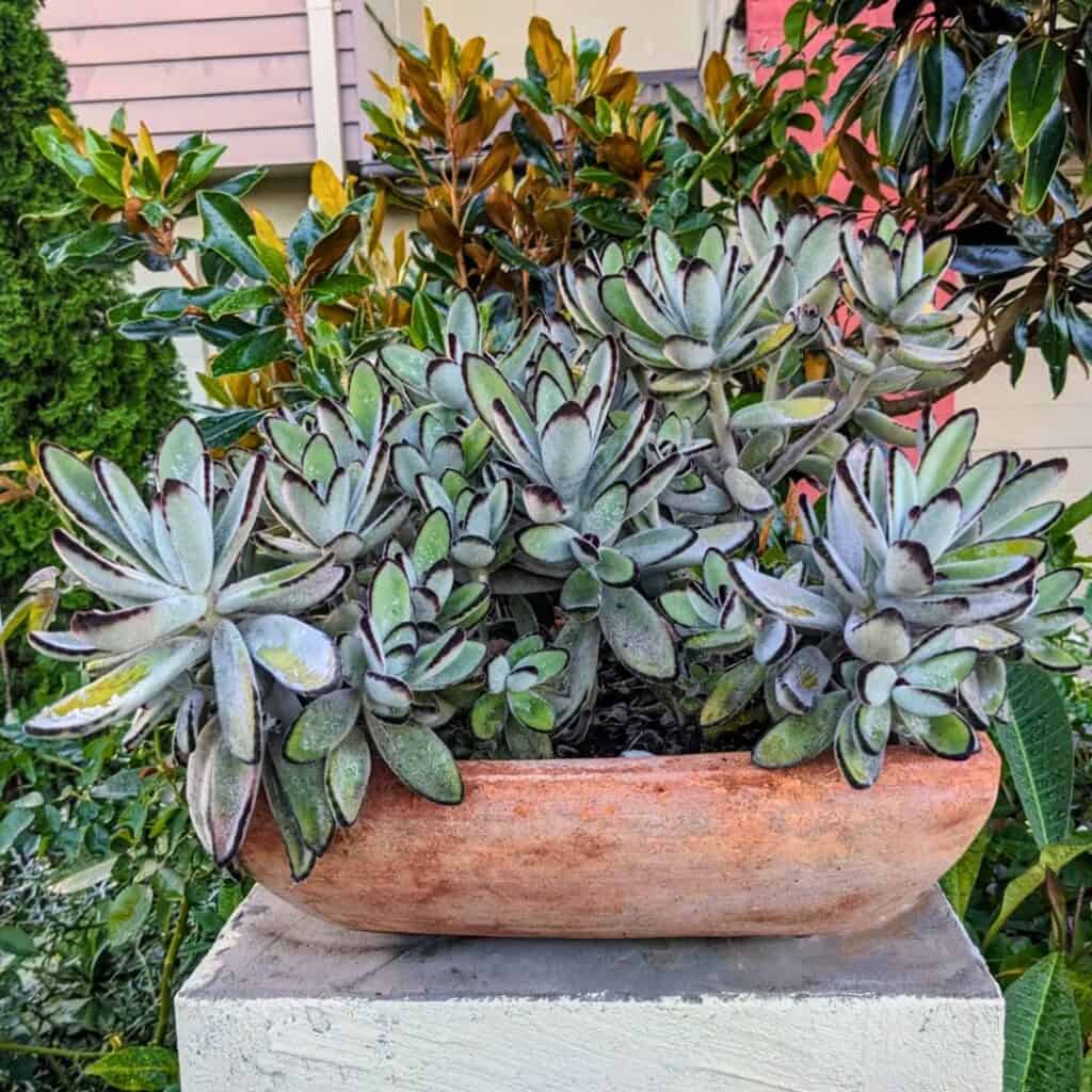 Panda Plant Kalanchoe Tomentosa