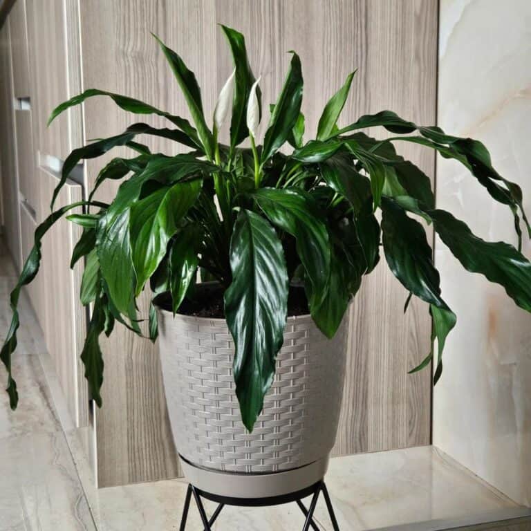 5 Plants for Your Winter Reading Nook