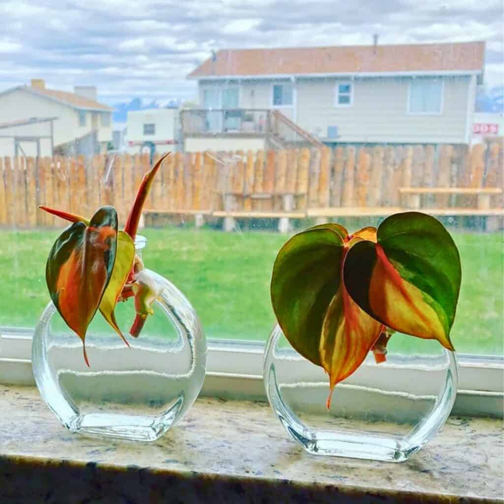 Philodendron Brasil water propagation