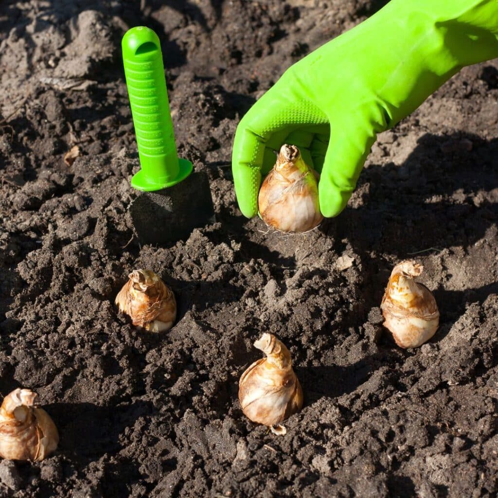 Planting bulbs 2