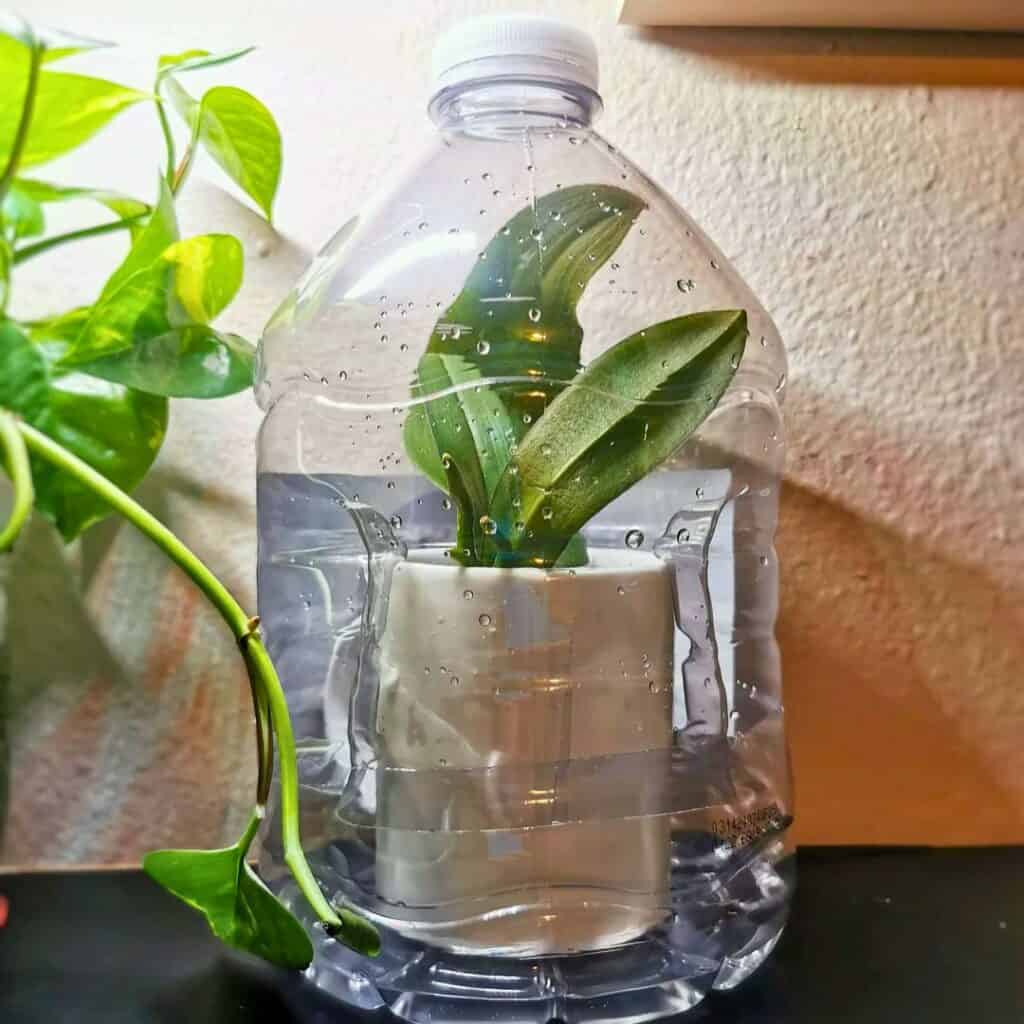 Plastic bottle greenhouse