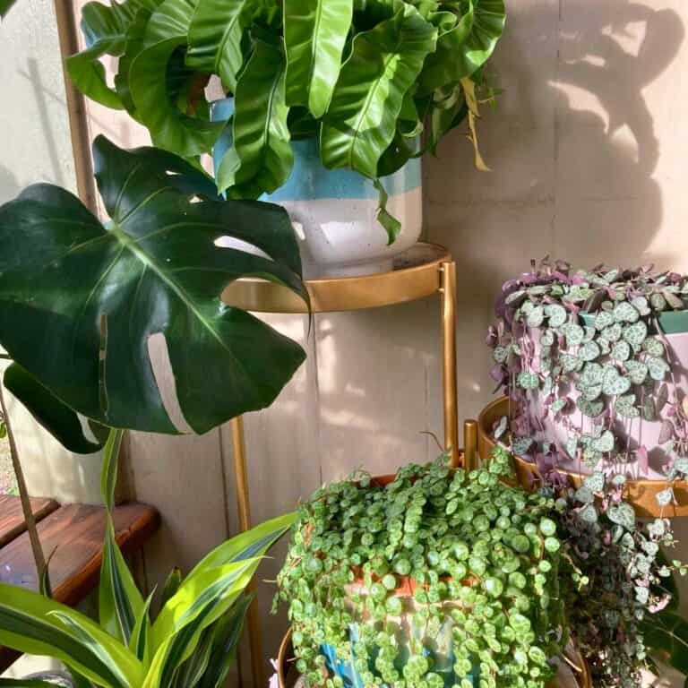 6 Best Places to Relocate Plants in Winter for Cozy Growth