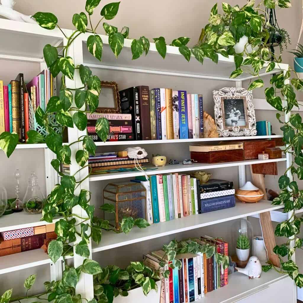 Pothos around book shelf