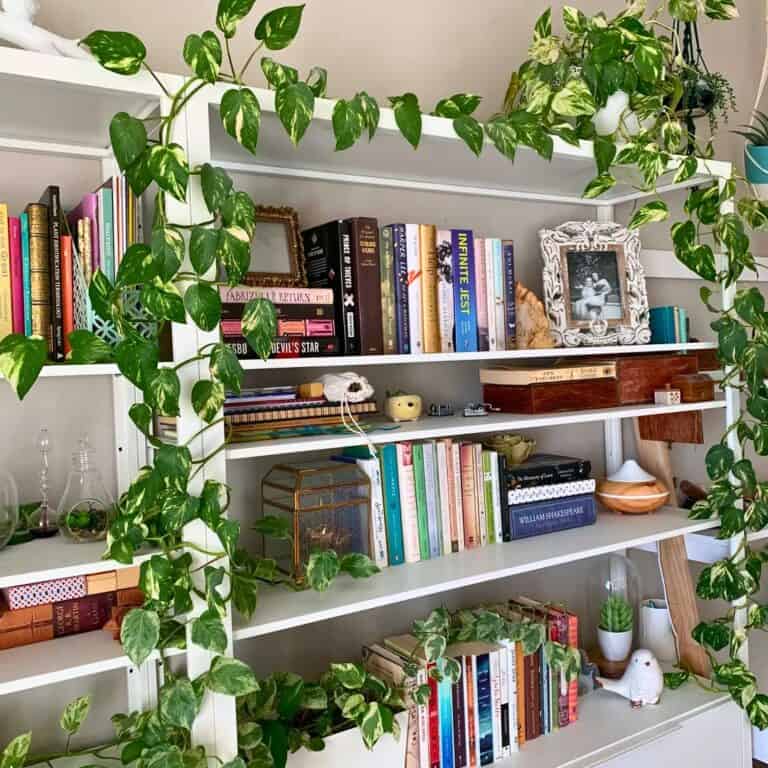 15 Best Plants for Top of Cabinet