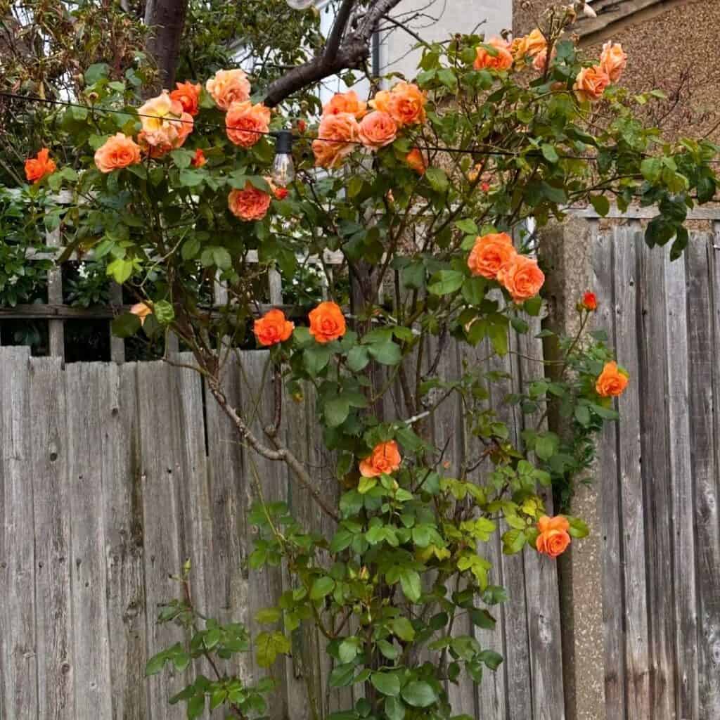 Pruning roses