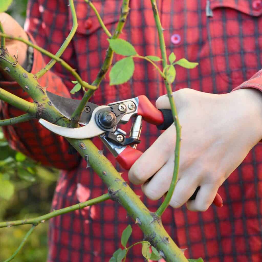 Pruning roses 4