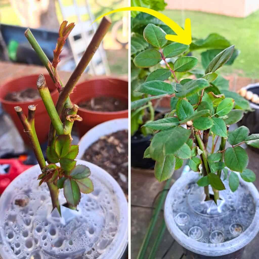 Roses From Cuttings