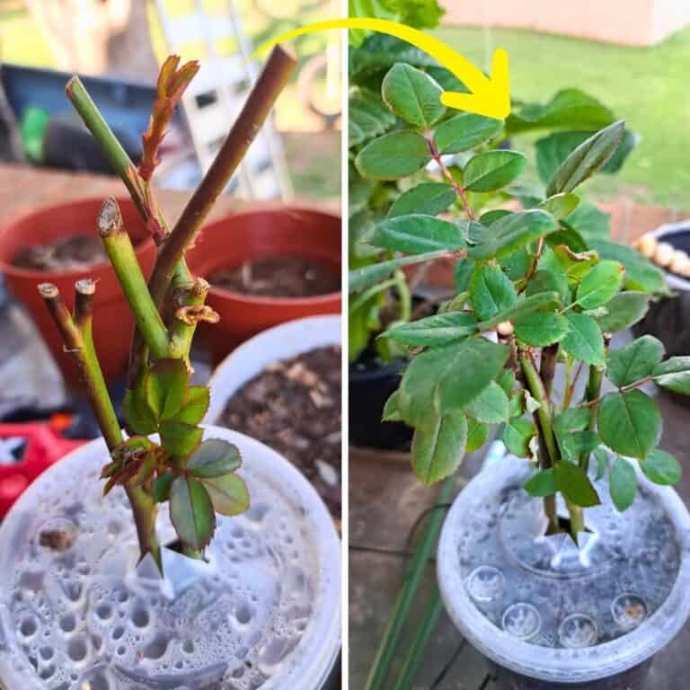 11 Pro Tips To Grow Roses From Cuttings Like A Garden Expert