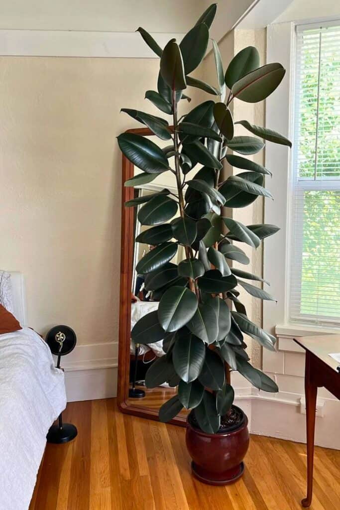 Rubber plant ceramic pot