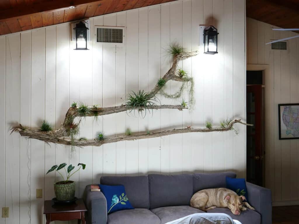 Statement Wall Driftwood Air Plant Installation
