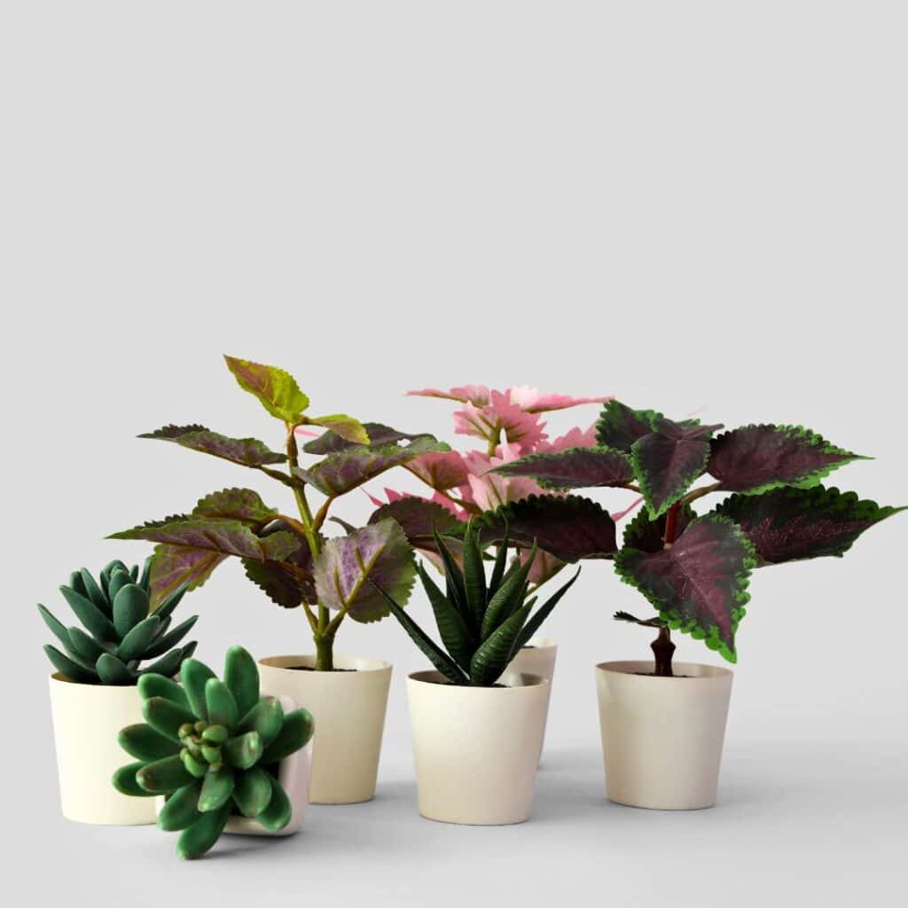 Succulent Plants Set