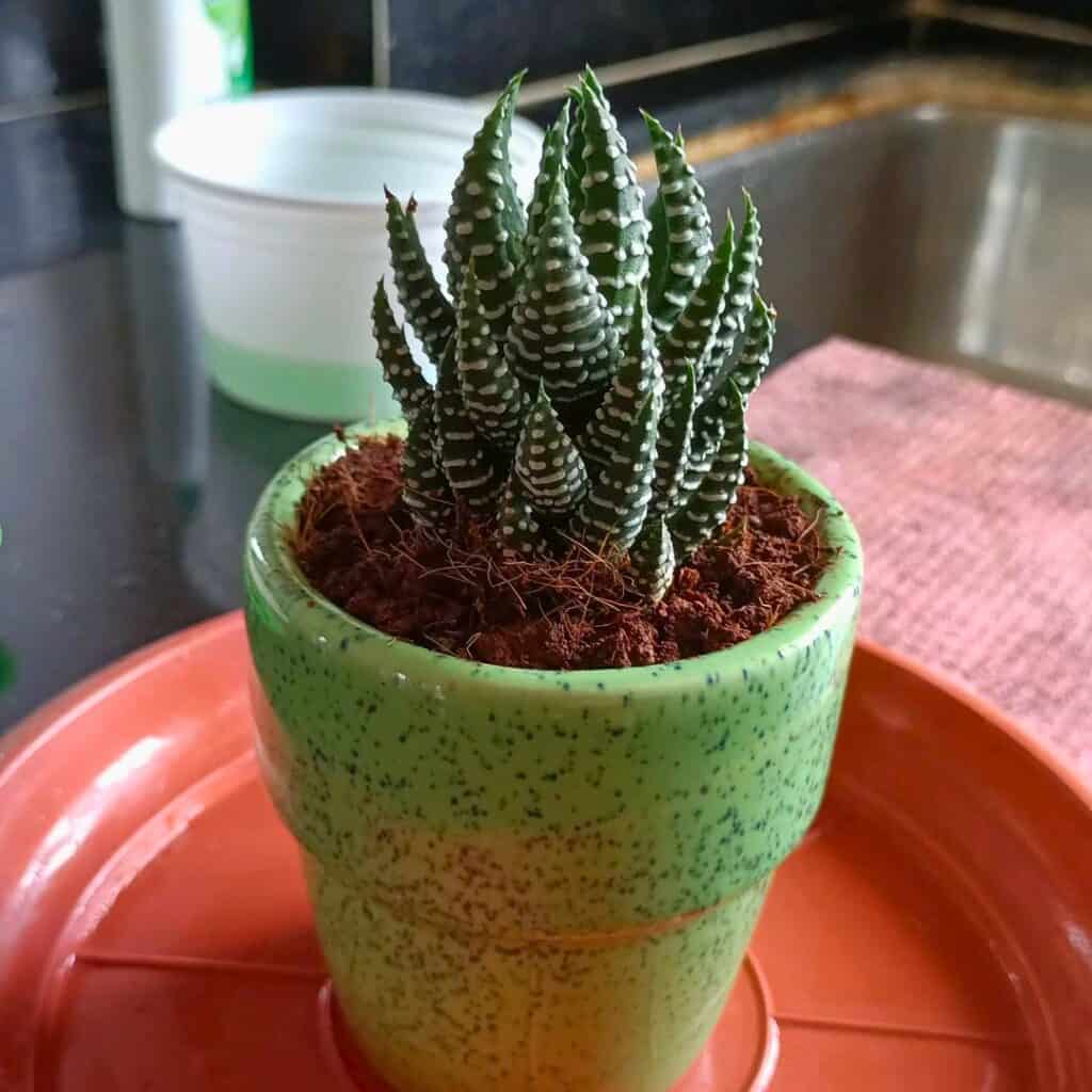 Zebra Plant Haworthiopsis Attenuata