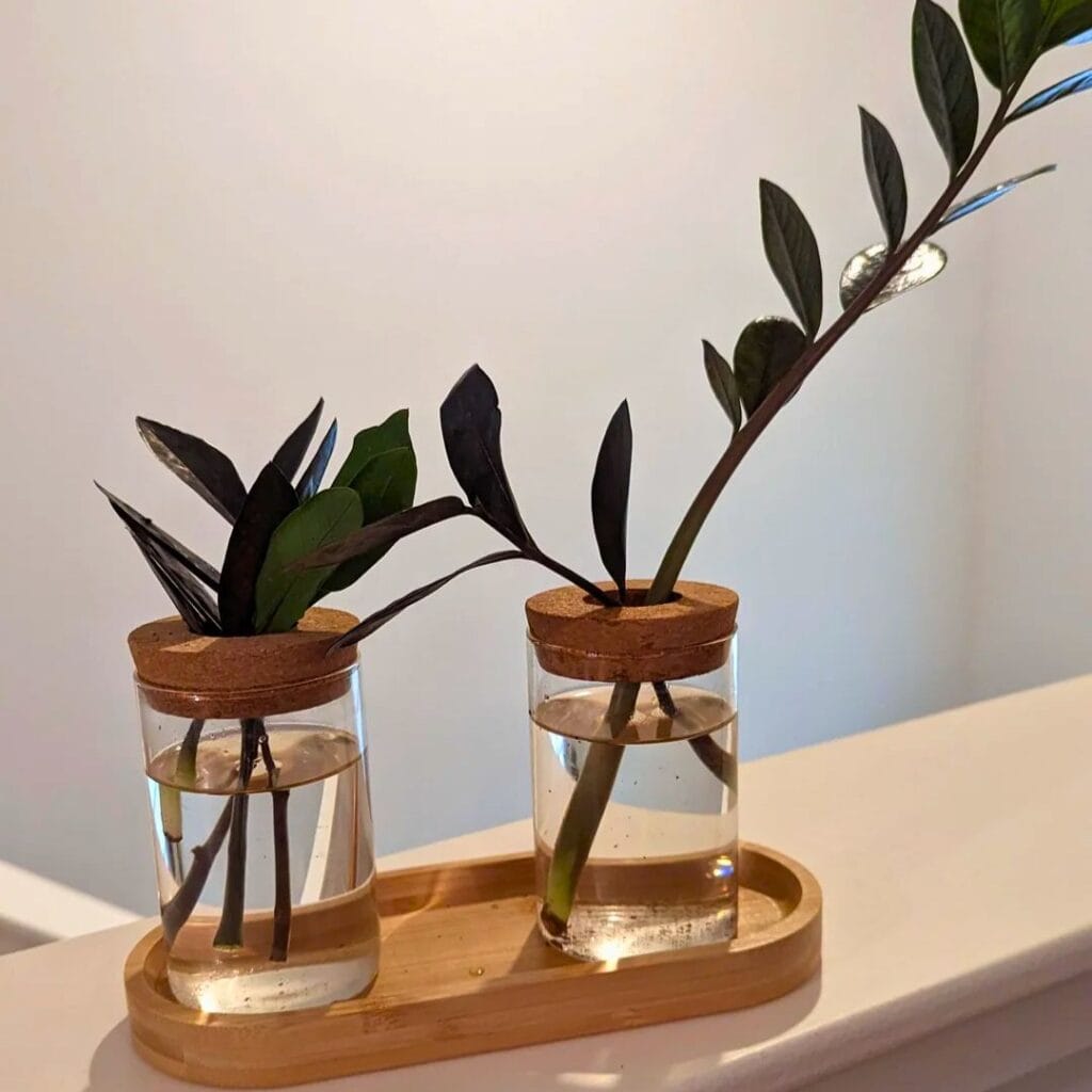 Zz plant propagation