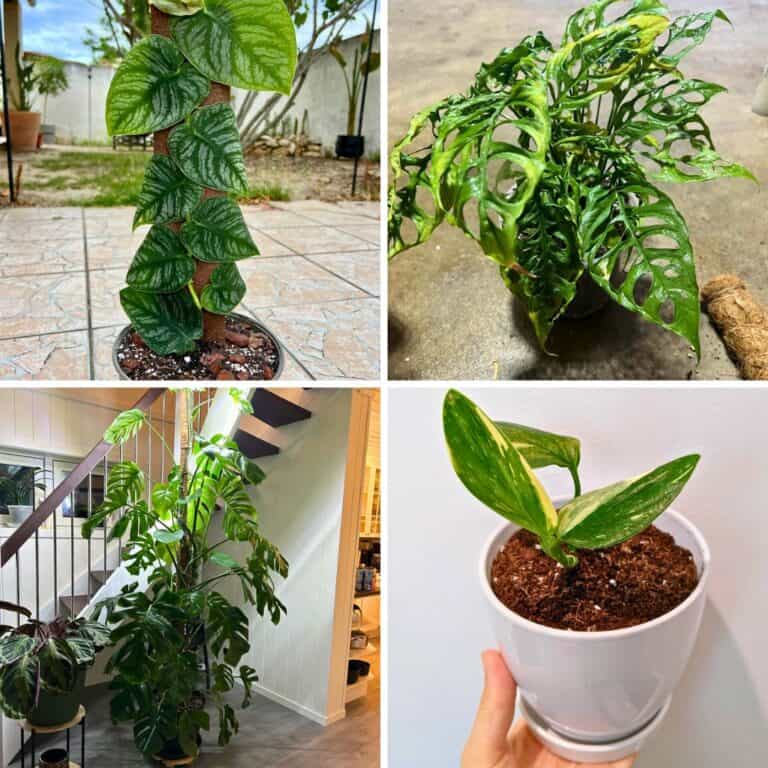 10 Popular Types Of Monstera Plants You Must Have