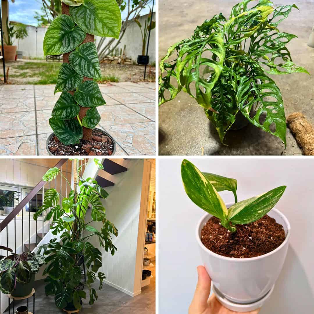 10 Popular Types Of Monstera Plants You Must Have  Simplify Plants