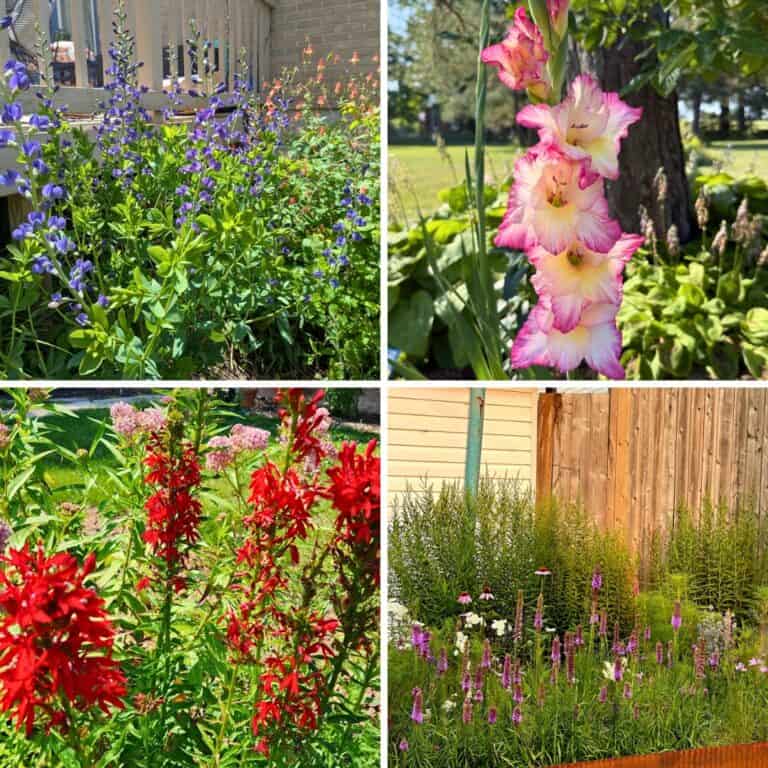 15 Tall Perennial Flowers You Must Grow This Year!