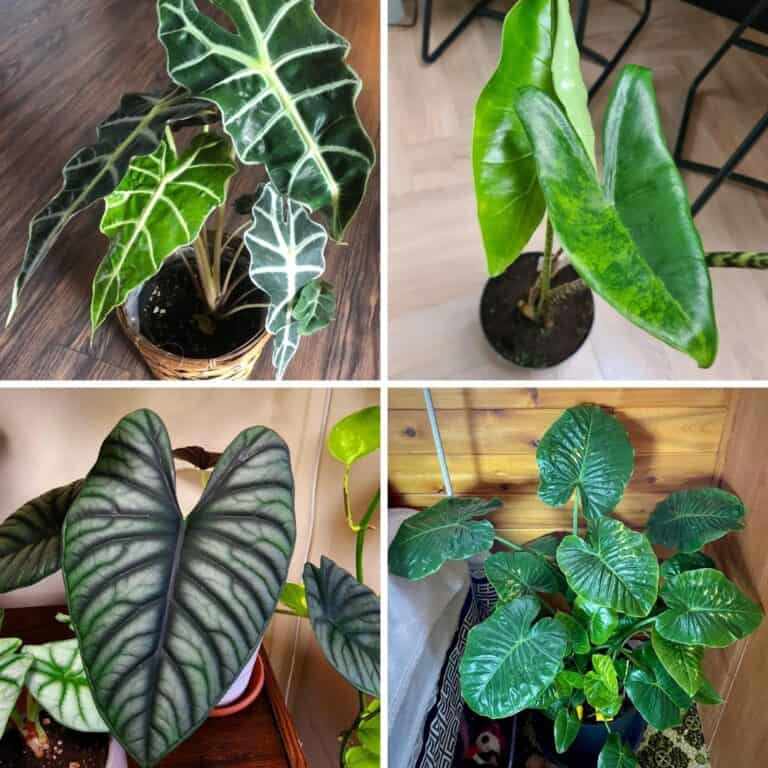 21 Popular Alocasia Plant Varieties (With Real Images)