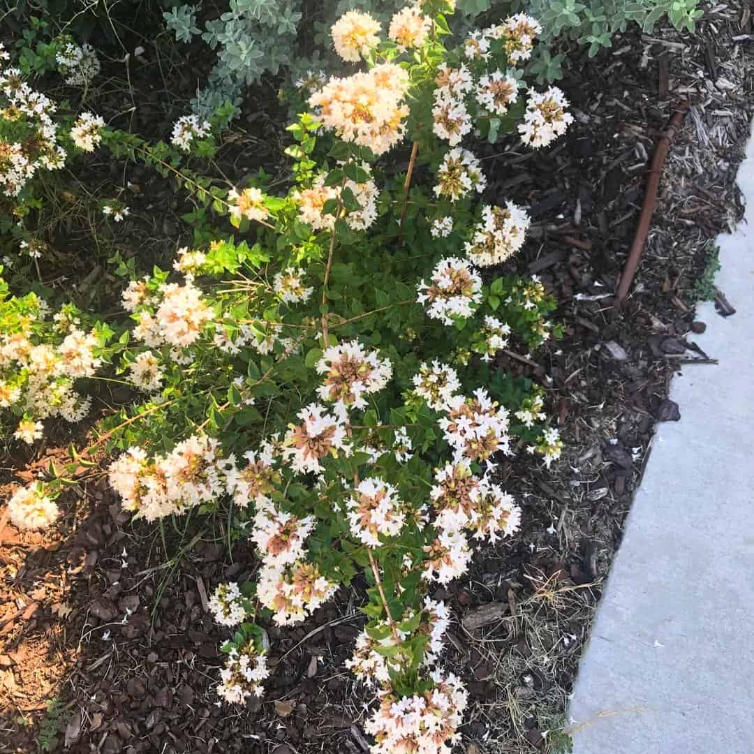 15 Flowering Bushes That Bloom Beautifully All Season » Simplify Plants