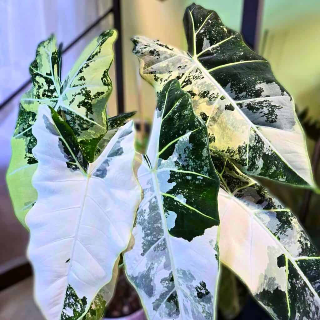 Alocasia Frydek
