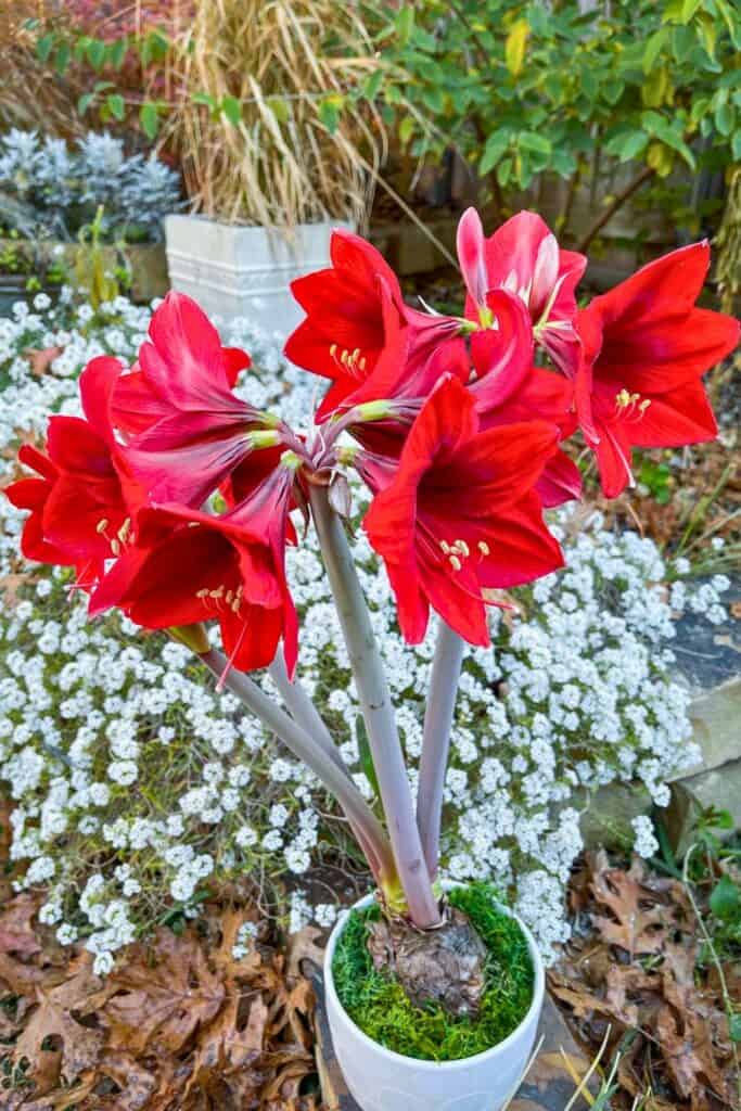 Amaryllis 1