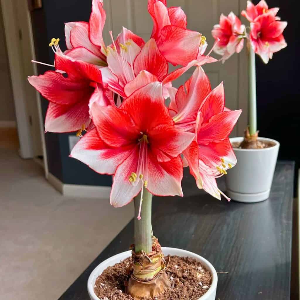 Amaryllis 2