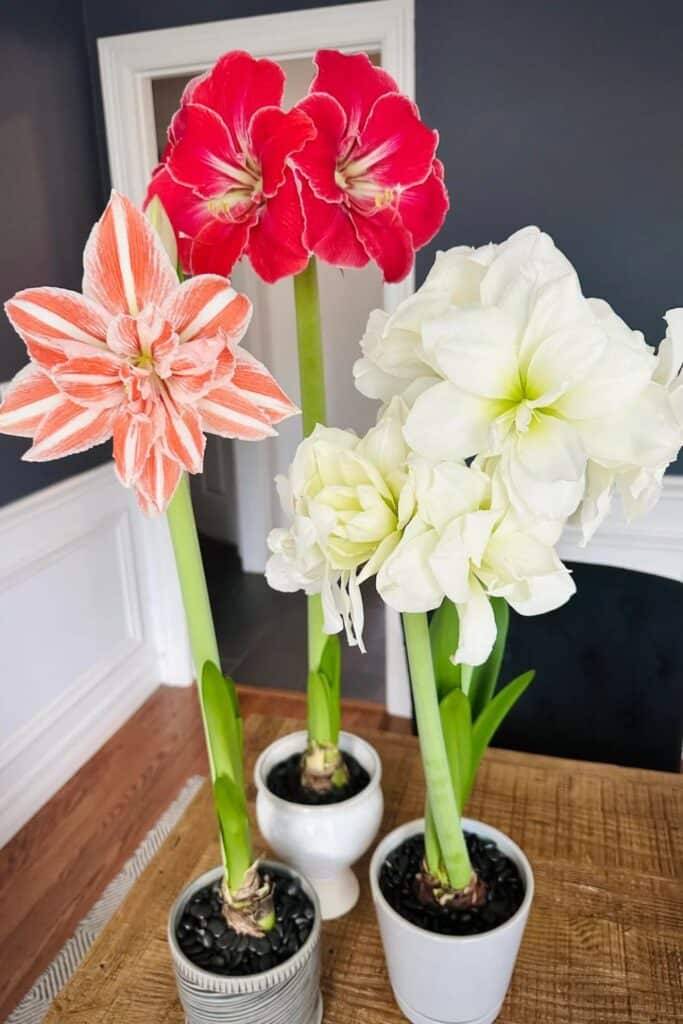 Amaryllis